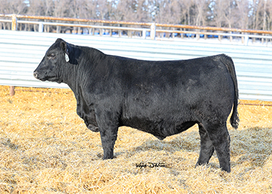 Frey Angus Ranch :: Annual Production Sale