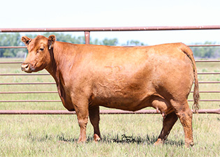 Frey Red Angus Dispersal