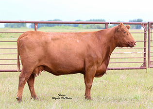 Frey Red Angus Dispersal