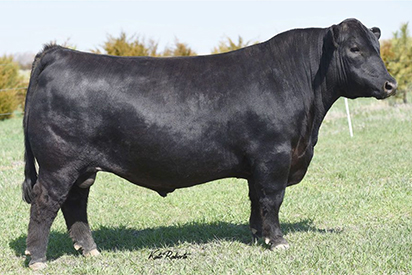 Frey Angus Ranch :: Sires